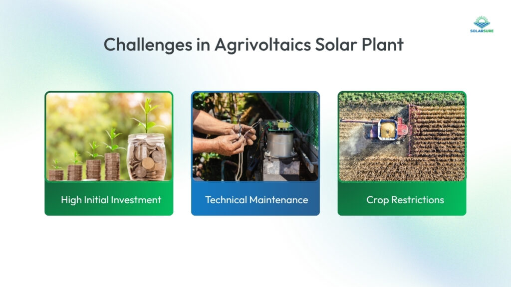 Challenges in an Agrivoltaics Solar Plant 